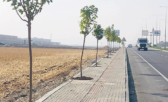 550 AĞAÇ TOPRAKLA BULUŞACAK