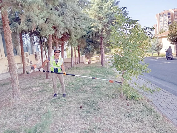 SONBAHARDA BUDAMA ÇALIŞMALARI BAŞLADI