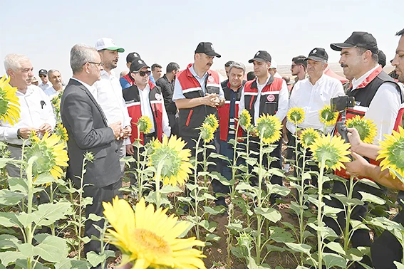 İKİNCİ ÜRÜN OLARAK AYÇİÇEĞİ EKİMİ YAYGINLAŞIYOR