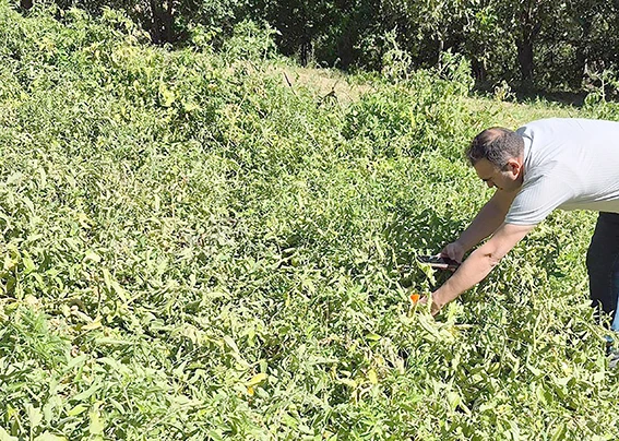 SASON’UN YAYLALARINDAN SOFRALARA ORGANİK DOMATES