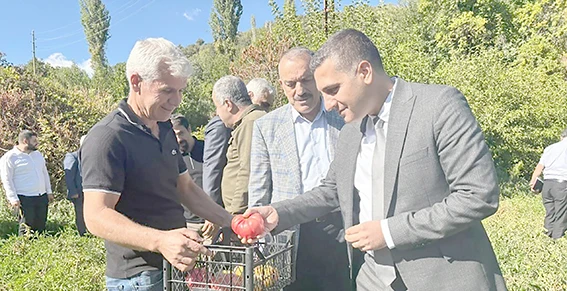 KOZLUK’TA COĞRAFİ İŞARETLİ DOMATESİN HASAT HEYECANI