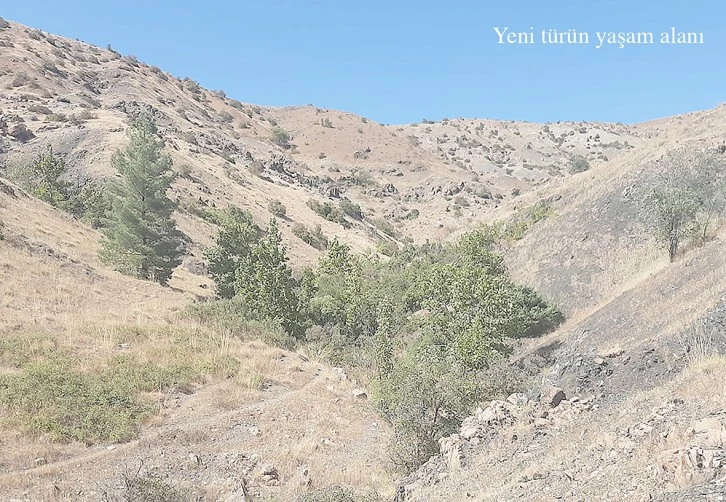 YENİ BİR KELEBEK TÜRÜ KEŞFEDİLDİ!