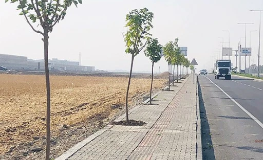 550 AĞAÇ TOPRAKLA BULUŞACAK