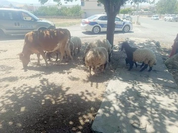 BAŞIBOŞ BIRAKILAN BÜYÜKBAŞ HAYVAN SAHİPLERİNE CEZA KESİLECEK