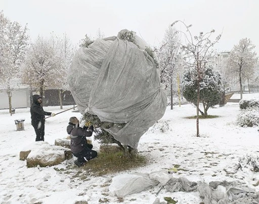 BELEDİYE&rsquo;DEN AĞA&Ccedil;LARA KIŞ KORUMASI