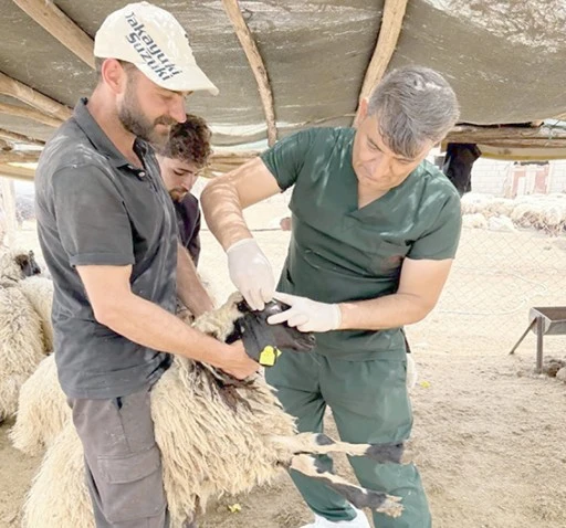 KÜÇÜKBAŞ HAYVANLAR KÜPELENİP AŞILANIYOR