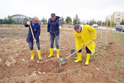 KAMPÜSTE 174 ZİVZİK NARI FİDANI TOPRAKLA BULUŞTU