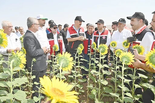 İKİNCİ ÜRÜN OLARAK AYÇİÇEĞİ EKİMİ YAYGINLAŞIYOR
