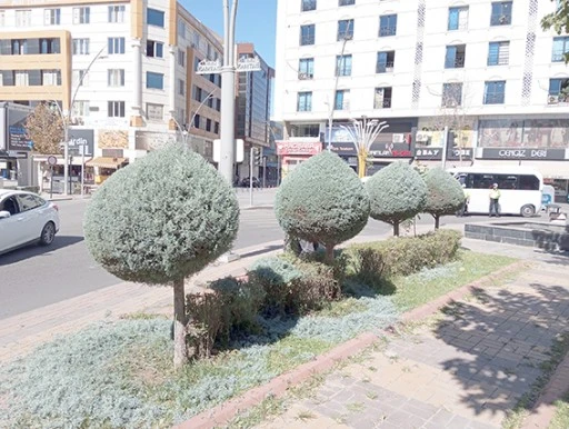 BELEDİYE AĞAÇLARA ESTETİK KAZANDIRIYOR
