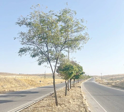 YEŞİL KUŞAK AĞAÇLANDIRMA ÇALIŞMALARI DEVAM EDİYOR