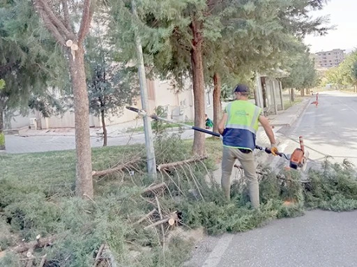 SONBAHARDA BUDAMA ÇALIŞMALARI BAŞLADI