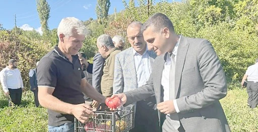 KOZLUK’TA COĞRAFİ İŞARETLİ DOMATESİN HASAT HEYECANI