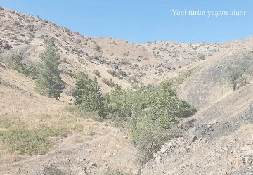 YENİ BİR KELEBEK TÜRÜ KEŞFEDİLDİ!